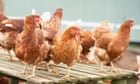 Limits on testing for bird flu in humans could pose difficulty for containing spread