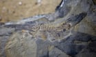 Scientists discover oldest ever giant tadpole fossil in Argentina