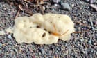 ‘The first thing I did was poke it’: Canada beach blobs mystery solved by chemists