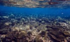 ‘Graveyard of corals’ found after extreme heat and cyclones hit northern Great Barrier Reef