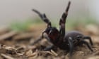 ‘Learn how to safely catch funnel-webs’: Sydneysiders tasked with hunt for venom as spiders’ breeding season begins