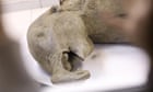 Baby mammoth in Russia is the ‘best-preserved’ ever found