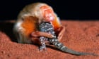 Bizarre Australian mole even more unusual than first thought, new research reveals