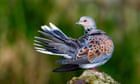 Phew! Turtle doves shoot ban triggers bird species recovery