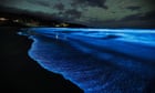 ‘Heck of a light show’: spectacular bloom of bioluminescence returns to Tasmania’s coastline