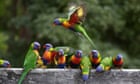 Mystery syndrome killing rainbow lorikeets and flying foxes leaves scientists baffled