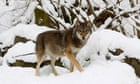 Sweden begins wolf hunt as it aims to halve endangered animal’s population