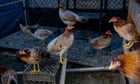 ‘All hands on deck’: Bird flu in US poultry puts state cooperation to the test