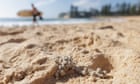 Ball-shaped debris washes up at Sydney’s Bondi, Coogee, Maroubra and Cronulla beaches