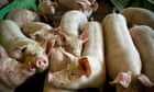 UK bans German pork products after foot-and-mouth outbreak near Berlin