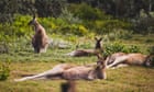 Man accused of shooting dead 98 kangaroos on NSW army base denies all charges