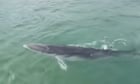 ‘Very rare’ sighting of juvenile Antarctic minke whale off Sydney coast