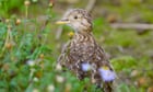 ‘Like finding gold’: plains-wanderers spotted in Melbourne’s west for first time in 30 years with help of AI