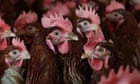 Bird flu spreads to third property as farmers warn Australia’s egg shortage could be prolonged