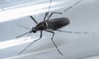 Scientists worried about CSIRO-backed plan to release genetically modified mosquitos in Queensland