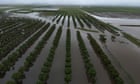 North Queensland flood waters set to peak as Herbert River predicted to reach record levels