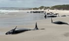 More than 150 whales stranded on beach in remote north-western Tasmania