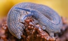 Worm-like creature with ‘dark secret’ wins New Zealand bug of the year