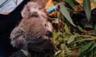 When Cyclone Alfred forced a wildlife hospital to close, this rescue koala found a new place to recuperate