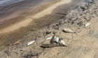 Thousands of fish die in cyclone-hit northern rivers amid reports of eels and crabs fleeing ‘blackwater’