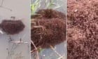 Expert concerned as large rafts of invasive fire ants seen floating in flood waters after Cyclone Alfred