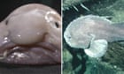 Once named world’s ugliest animal, blobfish wins New Zealand’s fish of the year