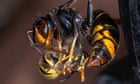 Invasive Asian hornets ‘preying on’ hundreds of native insect species in Europe