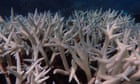 Ningaloo and Great Barrier Reef hit by ‘profoundly distressing’ simultaneous coral bleaching events