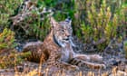 Spain’s rewilding of Iberian lynx at risk after lobbying by hunters and farmers