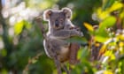 Chlamydia detected in Sydney’s only disease-free koala population