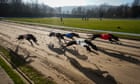 Final bend in sight as proposed ban threatens Wales’s last greyhound track