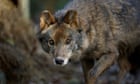 Spanish parliament vote on cutting food waste will end ban on wolf hunting