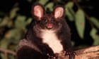Endangered greater gliders recorded in proposed great koala national park in NSW as logging continues