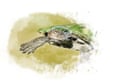 ‘Every year matters’: Queensland’s critically endangered ‘bum-breathing’ turtle battles the odds