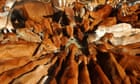 Vets exposing shocking animal welfare breaches at Australian export abattoirs face ‘enormous risk’