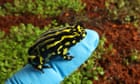 Tiny ‘functionally extinct’ frog could be saved after scientists sequence genome