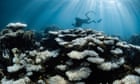 More than 80% of the world’s reefs hit by bleaching after worst global event on record
