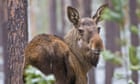 Millions tune in for three-week live stream of Sweden’s moose migration