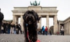 Half of pet dogs in Berlin kept illegally as owners ‘boycott’ registration rules