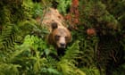 Romania promises laws to deal with brown bears as population estimate doubles