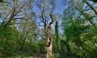Berlin’s ancient ‘Dicke Marie’ oak feels effects of prolonged dry spell