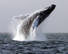 Irish whale-watching company ends tours on south Atlantic coast and blames overfishing