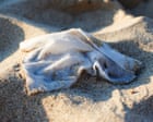 Spain aims to ban flushing of wet wipes, with manufacturers paying for cleanup