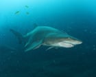 ‘Gut punch’: top shark expert quits Queensland advisory panel after LNP expands cull program