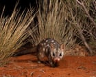 Western quolls and brushtail possums thrive in national park a decade after reintroduction