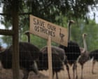RFK Jr offers to save Canadian ostriches with suspected bird flu and move them to US