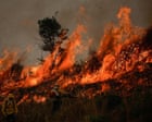Fires drove record loss of world’s forests last year, ‘frightening’ data shows